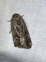 Elaphria chalcedonia