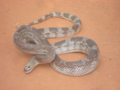 Pituophis melanoleucus mugitus