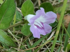 Ruellia repens