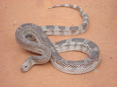 Pituophis melanoleucus mugitus