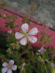 Geranium seemannii