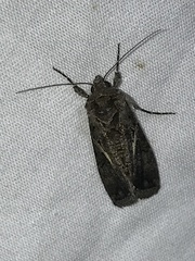 Ctenoplusia oxygramma