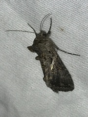 Ctenoplusia oxygramma