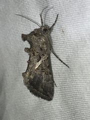 Ctenoplusia oxygramma