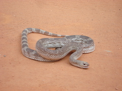 Pituophis melanoleucus mugitus