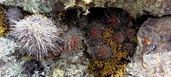 Aylostera fiebrigii