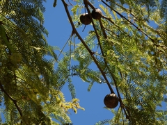 Prosopis alba