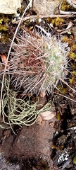 Aylostera fiebrigii