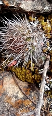 Aylostera fiebrigii