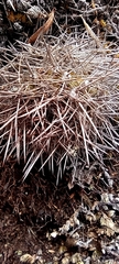Aylostera fiebrigii