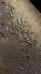 Ligia exotica
