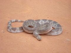 Pituophis melanoleucus mugitus