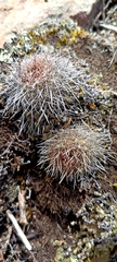 Aylostera fiebrigii