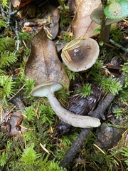 Lactarius pseudomucidus