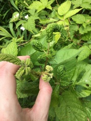 Phylloplecta tripunctata