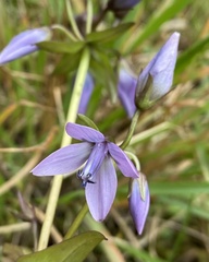 Gentianella rapunculoides