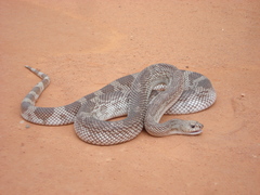 Pituophis melanoleucus mugitus