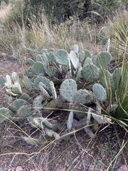 Opuntia chisosensis