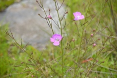 Agalinis peduncularis