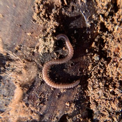 Orinisobates expressus