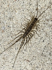 Thereuonema tuberculata