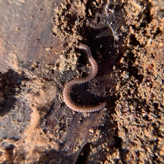 Orinisobates expressus