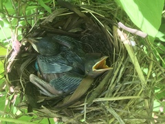 Dumetella carolinensis