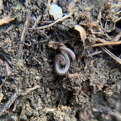 Orinisobates expressus