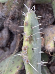 Opuntia chisosensis