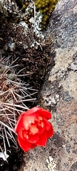 Aylostera fiebrigii