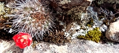 Aylostera fiebrigii