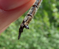 Somatochlora elongata