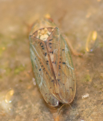 Ponana quadralaba