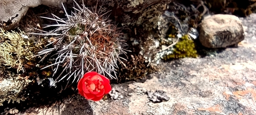 Image of Aylostera fiebrigii by no rights reserved