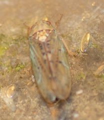 Ponana quadralaba
