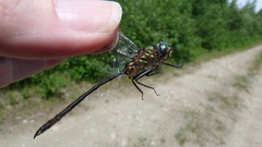Somatochlora franklini