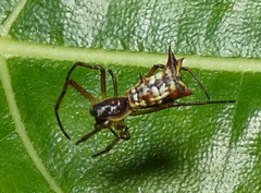 Micrathena fissispina