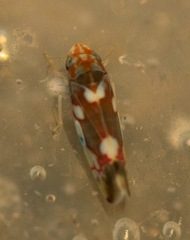 Erythroneura elegans