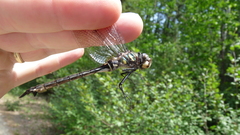 Somatochlora elongata