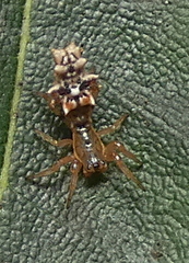 Micrathena horrida
