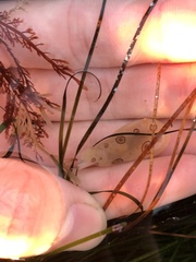 Diaulula sandiegensis