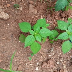 Acalypha indica