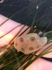Diaulula sandiegensis