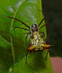Micrathena fissispina