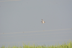 Gallinago gallinago