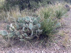 Opuntia chisosensis