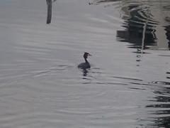 Podiceps cristatus australis