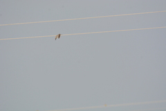 Gallinago gallinago