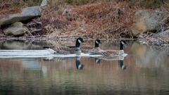 Branta hutchinsii leucopareia