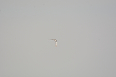Gallinago gallinago
